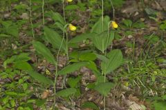 Southern Yellow Lady's Slipper, Cypripedium parviflorum var. parviflorum