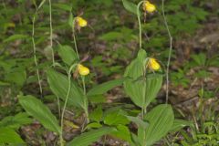 Southern Yellow Lady's Slipper, Cypripedium parviflorum var. parviflorum