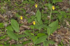 Southern Yellow Lady's Slipper, Cypripedium parviflorum var. parviflorum