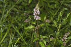 Spearmint, Mentha spicata