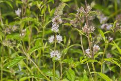 Spearmint, Mentha spicata