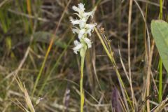 Sphinx Ladies' Tresses, Spiranthes incurva