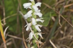 Sphinx Ladies' Tresses, Spiranthes incurva