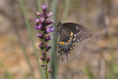 Spicebush Swallowtail, Papilio troilus