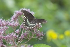 Spicebush Swallowtail, Papilio troilus