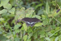 Spicebush Swallowtail, Papilio troilus