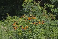 Spicebush Swallowtail, Papilio troilus