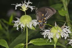 Spicebush Swallowtail, Papilio troilus