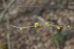 Northern Spicebush, Lindera benzoin