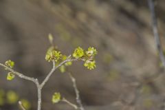 Northern Spicebush, Lindera benzoin