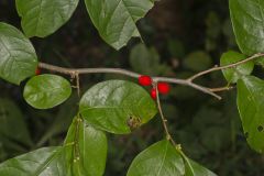 Northern Spicebush, Lindera benzoin