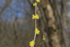 Northern Spicebush, Lindera benzoin