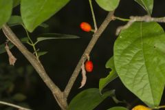 Northern Spicebush, Lindera benzoin