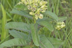 Spider Milkweed, Asclepias viridis