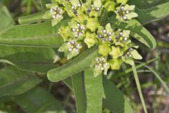 Spider Milkweed, Asclepias viridis