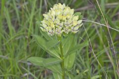 Spider Milkweed, Asclepias viridis