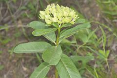 Spider Milkweed, Asclepias viridis