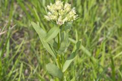 Spider Milkweed, Asclepias viridis