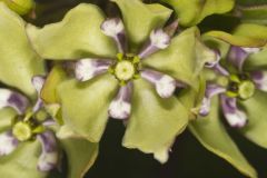 Spider Milkweed, Asclepias viridis