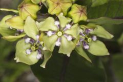 Spider Milkweed, Asclepias viridis