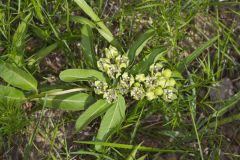 Spider Milkweed, Asclepias viridis