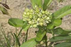 Spider Milkweed, Asclepias viridis