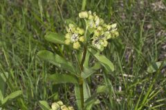 Spider Milkweed, Asclepias viridis