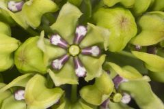 Spider Milkweed, Asclepias viridis