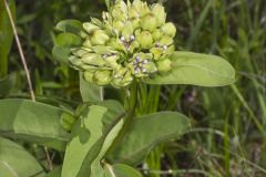 Spider Milkweed, Asclepias viridis