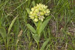 Spider Milkweed, Asclepias viridis