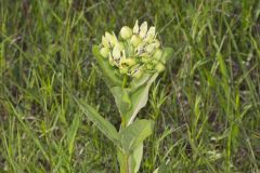 Spider Milkweed, Asclepias viridis