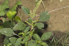 Spiny Amaranth, Ameranthus Spinosa