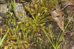 Spoonleaf Sundew, Drosera intermedia