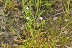 Spoonleaf Sundew, Drosera intermedia