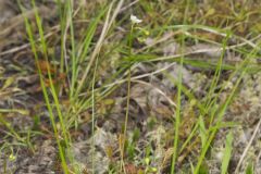 Spoonleaf Sundew, Drosera intermedia