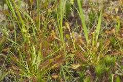 Spoonleaf Sundew, Drosera intermedia