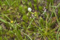 Spoonleaf Sundew, Drosera intermedia