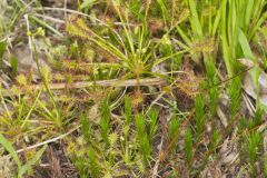 Spoonleaf Sundew, Drosera intermedia