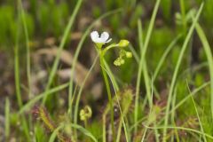 Spoonleaf Sundew, Drosera intermedia