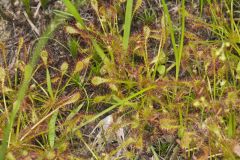 Spoonleaf Sundew, Drosera intermedia