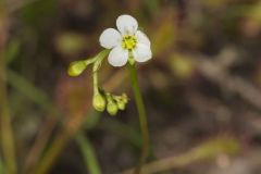 Spoonleaf Sundew, Drosera intermedia