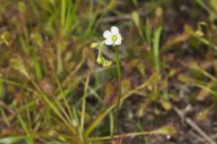 Spoonleaf Sundew, Drosera intermedia