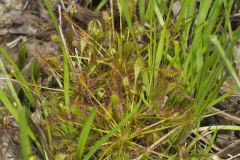 Spoonleaf Sundew, Drosera intermedia