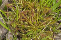 Spoonleaf Sundew, Drosera intermedia