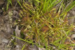 Spoonleaf Sundew, Drosera intermedia