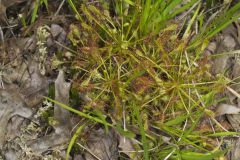 Spoonleaf Sundew, Drosera intermedia