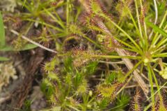 Spoonleaf Sundew, Drosera intermedia