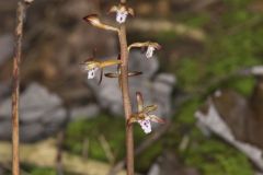 Spotted Coralroot, Corallorhiza maculata