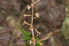 Spotted Coralroot, Corallorhiza maculata