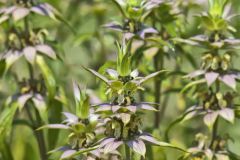 Spotted Horsemint, Monarda punctata